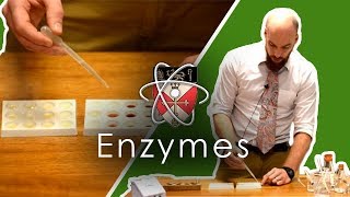 Enzymes  GCSE Science Required Practical [upl. by Leahcar]