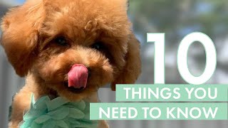 TOY POODLE PUPPY  10 Things you need to know before getting one [upl. by Annehs]