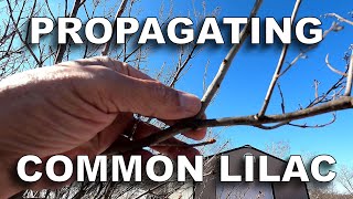 Propagating Common Lilac from Dormant Winter Cuttings [upl. by Lam]