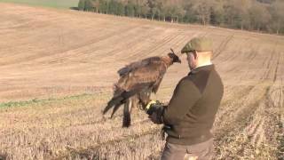 Hunting hares with a golden eagle [upl. by Brandie]