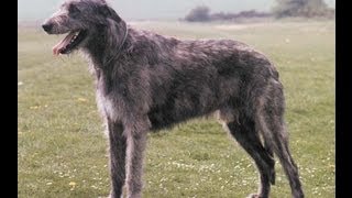 ASFA Trial Irish WolfHounds Lure Coursing [upl. by Yrrad]