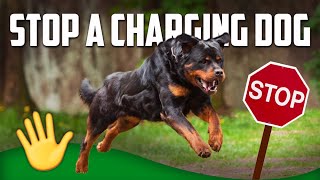 How to Stop a Charging Dog MUST WATCH [upl. by Dleifrag]