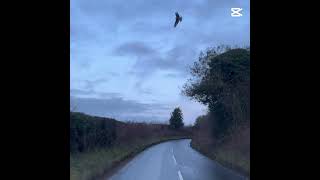 Dashcam Buzzard [upl. by Anigger]