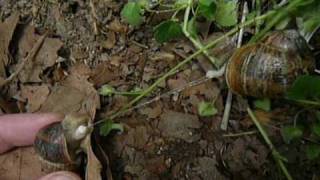 Snails Mating  Helix aspersa Reproduction [upl. by Laidlaw140]