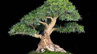 Podocarpus Bonsai Tree Care Guide [upl. by Yelekalb]