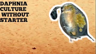 HOW TO CULTURE DAPHNIA NATURALLY WITHOUT A STARTER [upl. by Nertie]