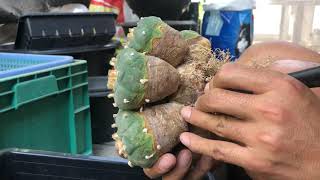 Cutting down cactus  Lophophora [upl. by Derrick861]