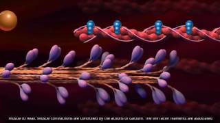 Muscle Contraction  Cross Bridge Cycle [upl. by Dame925]