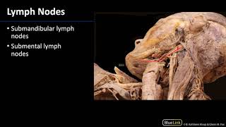 Parotid Gland and Submandibular Triangle  Lymph Nodes [upl. by Adlen]