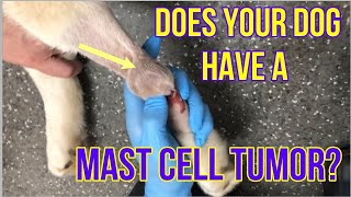 Does Your Dog Have A Mast Cell Tumor Heres What You Need To Know  VLOG 128 [upl. by Notsag]