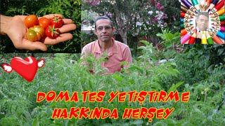 Hobi Bahçelerinde Domates Yetiştirme Baştan Sona 🍅 [upl. by Zondra759]