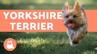 Yorkshire Terrier  Care and Training Information [upl. by Shawnee932]