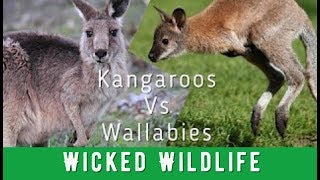 Kangaroos Vs Wallabies  Whats The Difference [upl. by Eninotna]