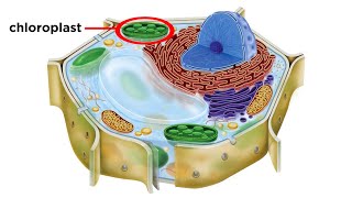 Photosynthesis Part 4 Chloroplasts  HHMI BioInteractive Video [upl. by Quinn]