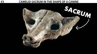 Camelid Sacrum in the Shape of a Canine [upl. by Ennairod]