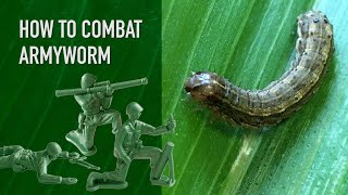 How To Combat Armyworm in Your Lawn [upl. by Sihunn]