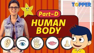 Human Body – Part D The Five Sense Organs How do these Senses function Class 1 to 5 [upl. by Jecon]