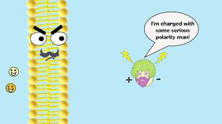 Facilitated Diffusion Explained [upl. by Eilime823]