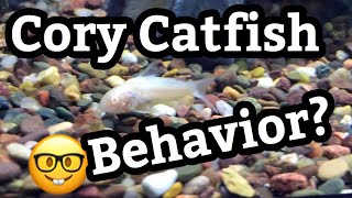 Behavior of Albino Cory Catfish Tanks [upl. by Mackie919]