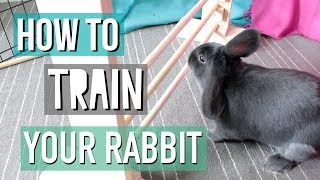 How To Teach Your Rabbit Tricks [upl. by Yenot734]