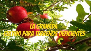 La Granada un cultivo para terrenos deficientes [upl. by Yenttirb421]