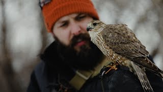 Merlin Falconry Hunting Starlings [upl. by Ayotel]