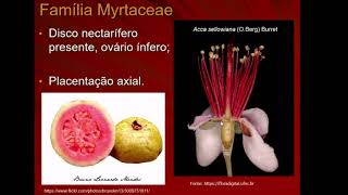 Myrtaceae [upl. by Repsac949]