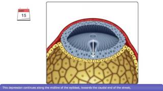 The Process of Gastrulation [upl. by Asilla]