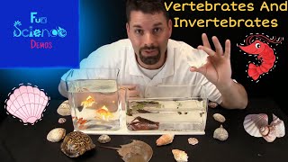 Vertebrates and Invertebrates [upl. by Einafets]