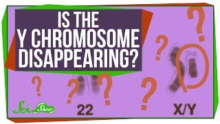 Is the Y Chromosome Disappearing [upl. by Ayhtak310]