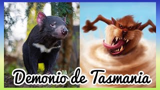 Demonio de Tasmania  Tasmanian devil 🇦🇺 [upl. by Gibert13]