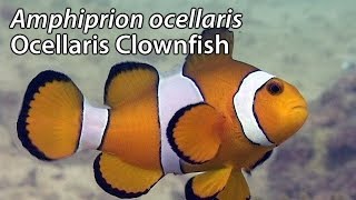 Ocellaris Clownfish Amphiprion ocellaris Stock Footage  PAL DV [upl. by Aiekram]