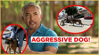 HOW TO CALM AN AGGRESSIVE DOG  Cesar 911 [upl. by Jacoba]