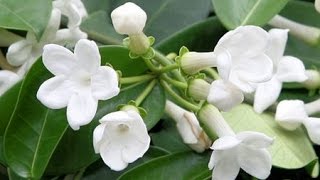 HOW TO GROW AND CARE FOR HOUSE PLANTS  STEPHANOTIS FLORIBUNDA [upl. by Wenger]