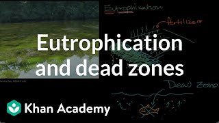 Eutrophication and dead zones  Ecology  Khan Academy [upl. by Trepur536]