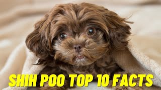 Shih Poo  Top 10 Facts about the Shih Poo Dog [upl. by Armil913]