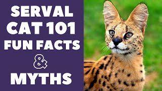 Serval Cats 101  Fun Facts amp Myths [upl. by Adyl182]