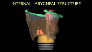 Larynx Animation [upl. by Bink566]