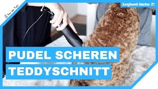 Pudel Scheren Teddyschnitt mit Moki dem Zwergpudel  Das 3 Mal beim Frisör  Mit Anleitung [upl. by Nesyla]