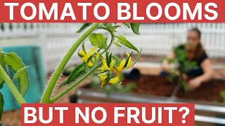 Tomato Blooms But No Fruit  Gardening 101 [upl. by Yngiram]