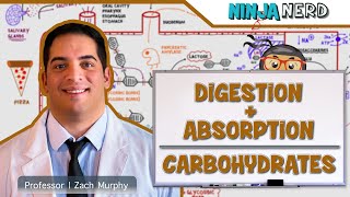 Gastrointestinal  Digestion amp Absorption of Carbohydrates [upl. by Sert]