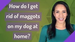 How do I get rid of maggots on my dog at home [upl. by Myriam]