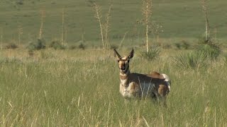 A Triumph for Pronghorn Antelope [upl. by Felic]