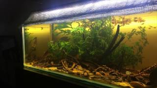 Lampeye killifish biotope [upl. by Thar]