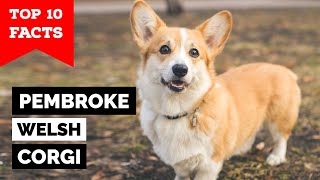 Pembroke Welsh Corgi  Top 10 Facts [upl. by Anilasor]