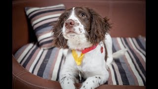 Milo  Springer Spaniel Puppy  3 Weeks Residential Dog Training [upl. by Ariana]