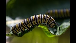 Milkweed amp the Monarch Butterfly Life Cycle [upl. by Lemrahs]