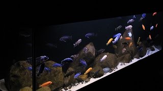 Lake Malawi Display Aquarium 125 Gallon Aggressive Mbuna [upl. by Leziar]