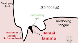 Development of Tooth  Part 1 Morphological stages dental lamina [upl. by Murrah78]