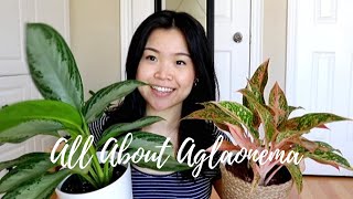 Aglaonema Care Tips amp Tricks  Chinese Everygreen Plants [upl. by Keily]